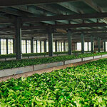 Tea Factory Visit